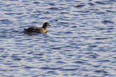 Gallinula chloropus