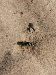 Stictia signata