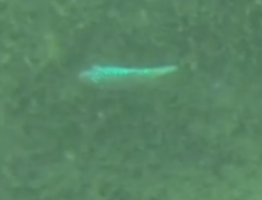 Canthigaster jactator