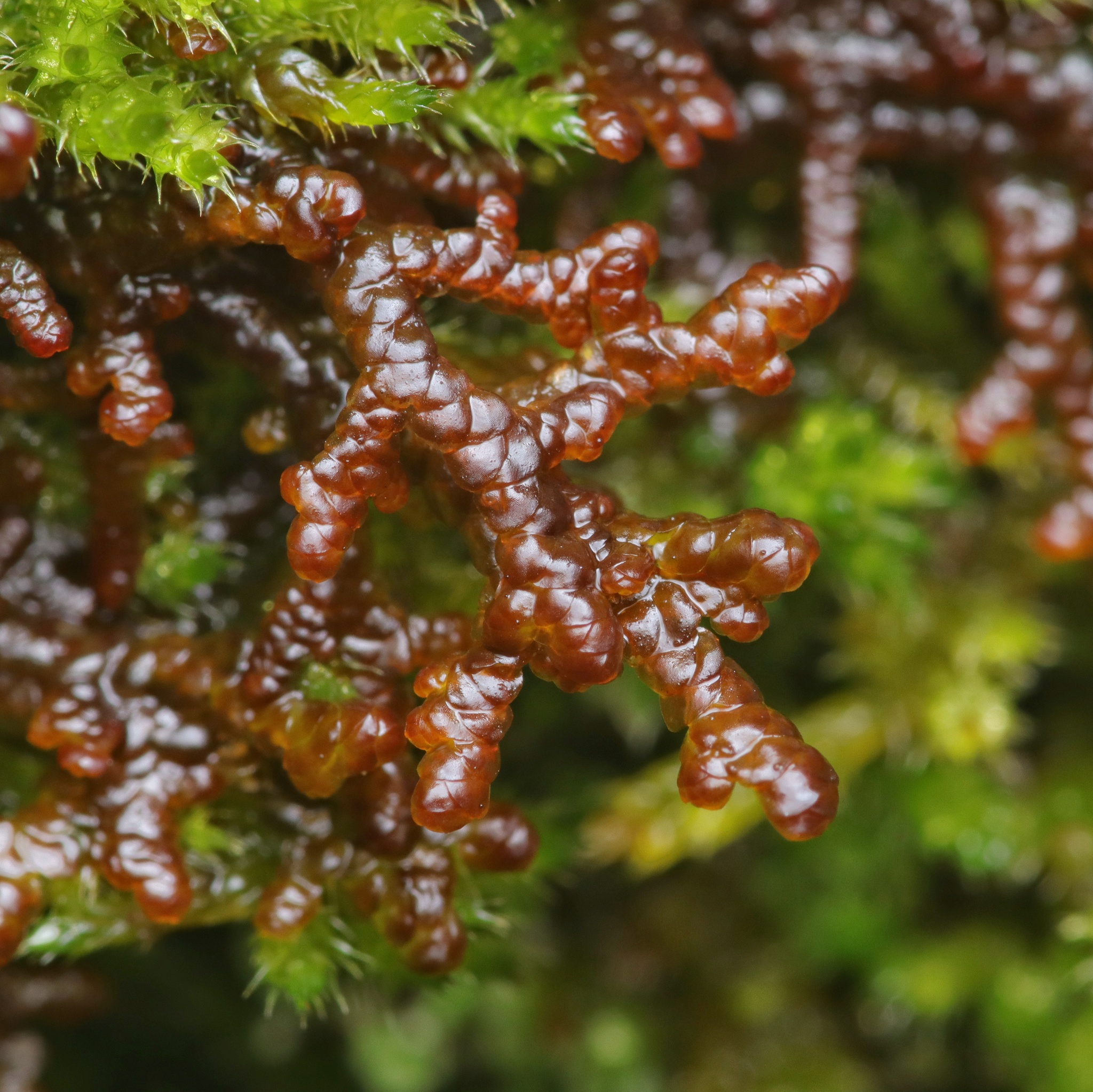 Frullania tamarisci
