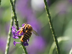 Xylocopa frontalis