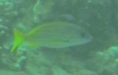 Lutjanus kasmira