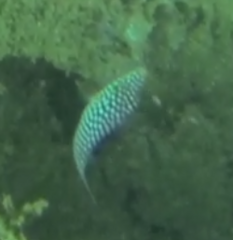 Canthigaster jactator