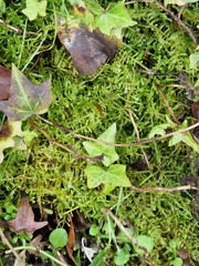 Kindbergia praelonga