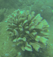 Pocillopora grandis