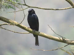 Melaenornis pammelaina