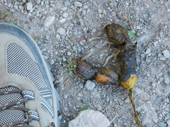 Urocyon cinereoargenteus