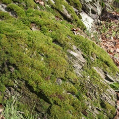 Frullania tamarisci