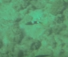 Parupeneus multifasciatus