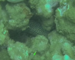 Gymnothorax meleagris