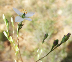 Phemeranthus confertiflorus