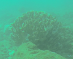 Pocillopora grandis