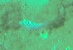 Canthigaster jactator
