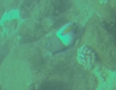 Acanthurus olivaceus