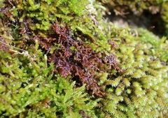 Frullania tamarisci