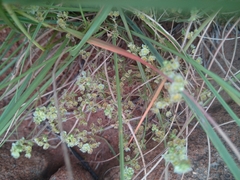 Psammotropha myriantha