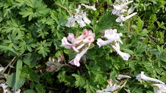 Corydalis caucasica