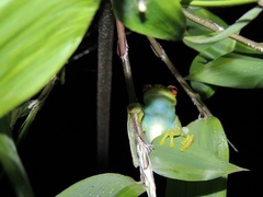 Aplastodiscus ehrhardti