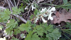 Corydalis caucasica