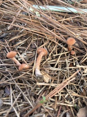 Laccaria trichodermophora