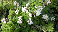 Corydalis caucasica