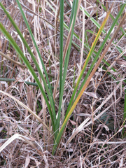 Juncus megacephalus