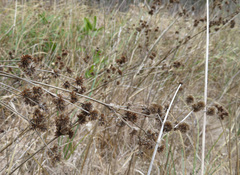Juncus megacephalus