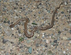 Arizona elegans