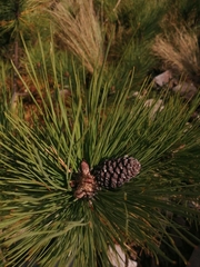 Pinus hartwegii