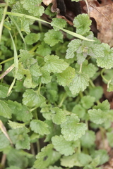 Lamium