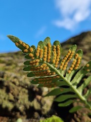 Polypodium