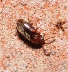 Cryptophagidae