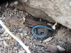 Aspidoscelis lineattissimus