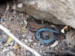 Aspidoscelis lineattissimus