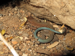 Aspidoscelis lineattissimus