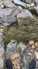 Ascophyllum nodosum