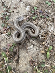 Tropidoclonion lineatum