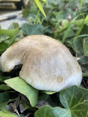 Agaricus californicus