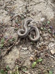 Tropidoclonion lineatum