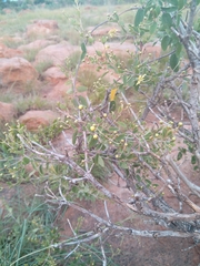 Osyris lanceolata
