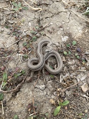 Tropidoclonion lineatum