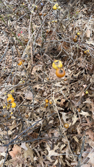 Solanum carolinense