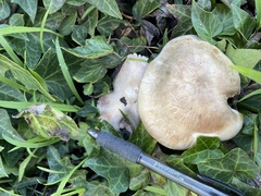 Agaricus californicus