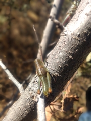 Melanoplinae