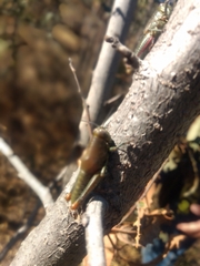 Melanoplinae