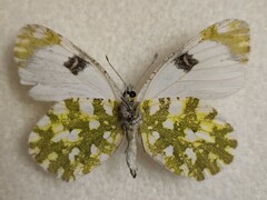 Euchloe ausonia