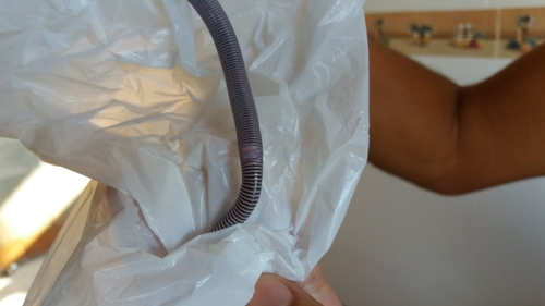 Mertens' Worm Lizard, Amphisbaena mertensii