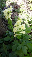 Corydalis cava marschalliana
