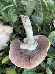 Agaricus californicus