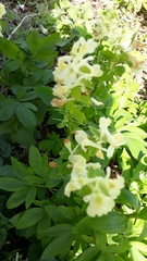 Corydalis cava marschalliana